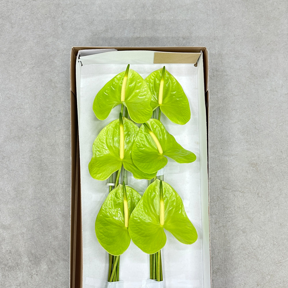 Anthurium "Midori"